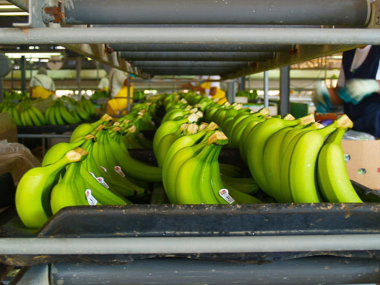 Who Runs Honduras&rsquo;s Economy, the Key Players in 2026